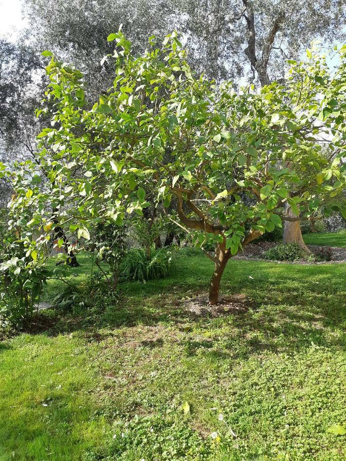 Casa Vacanze Ester Brenzone sul Garda Kültér fotó